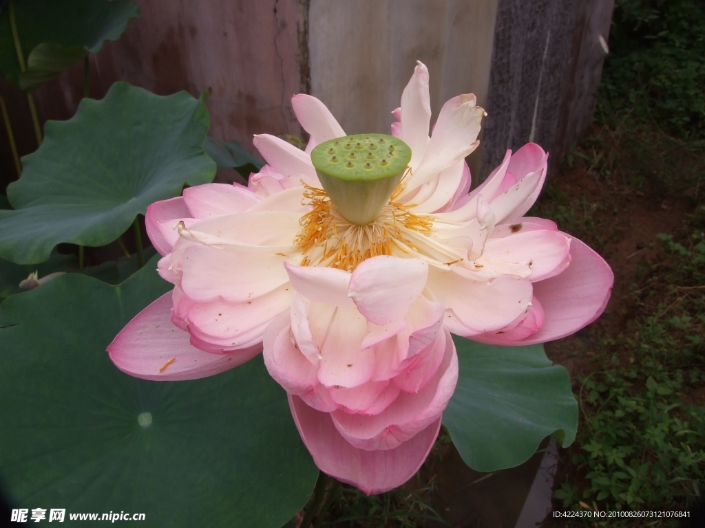 菏花
