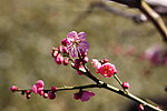 梅花