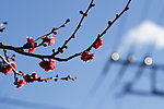 梅花