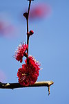 梅花