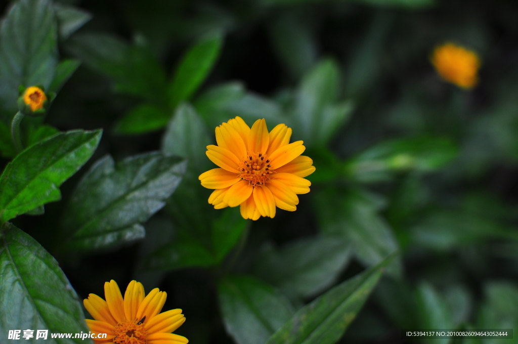 野菊花