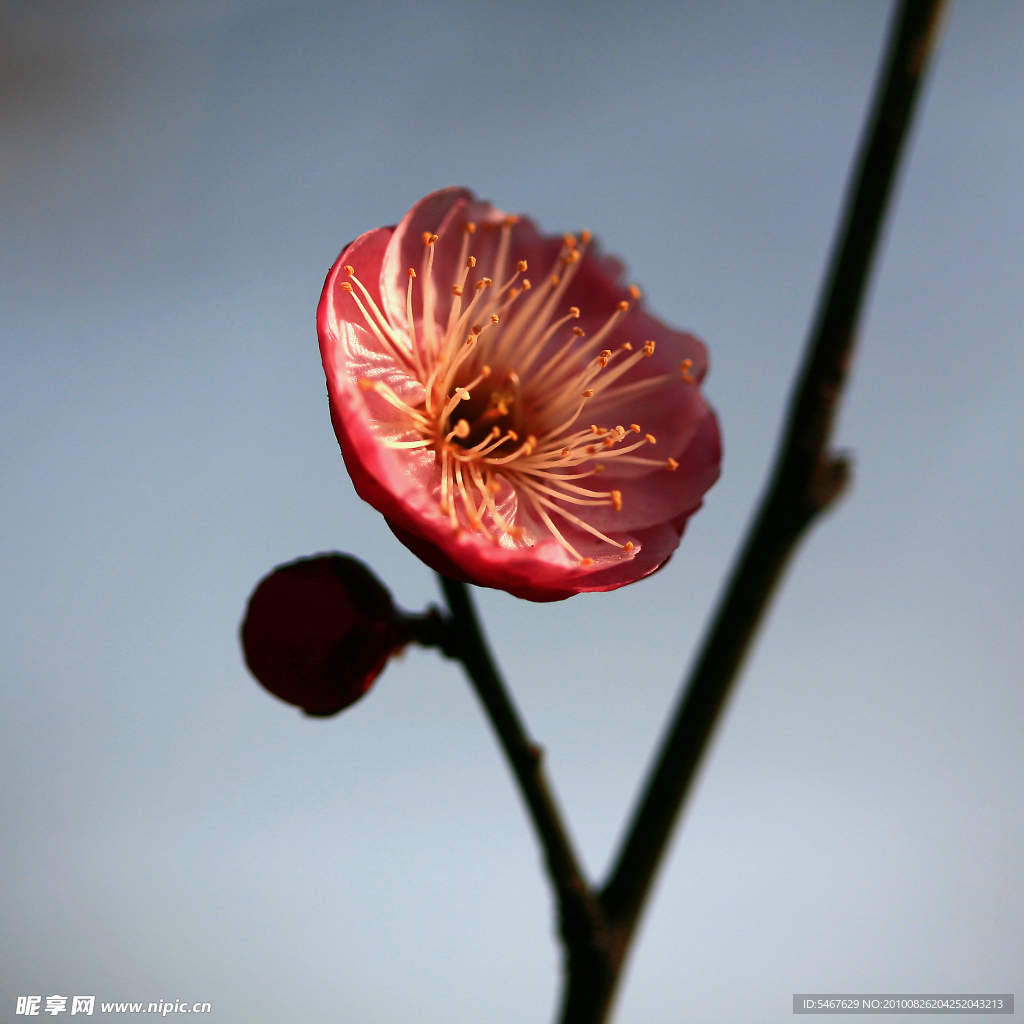 梅花