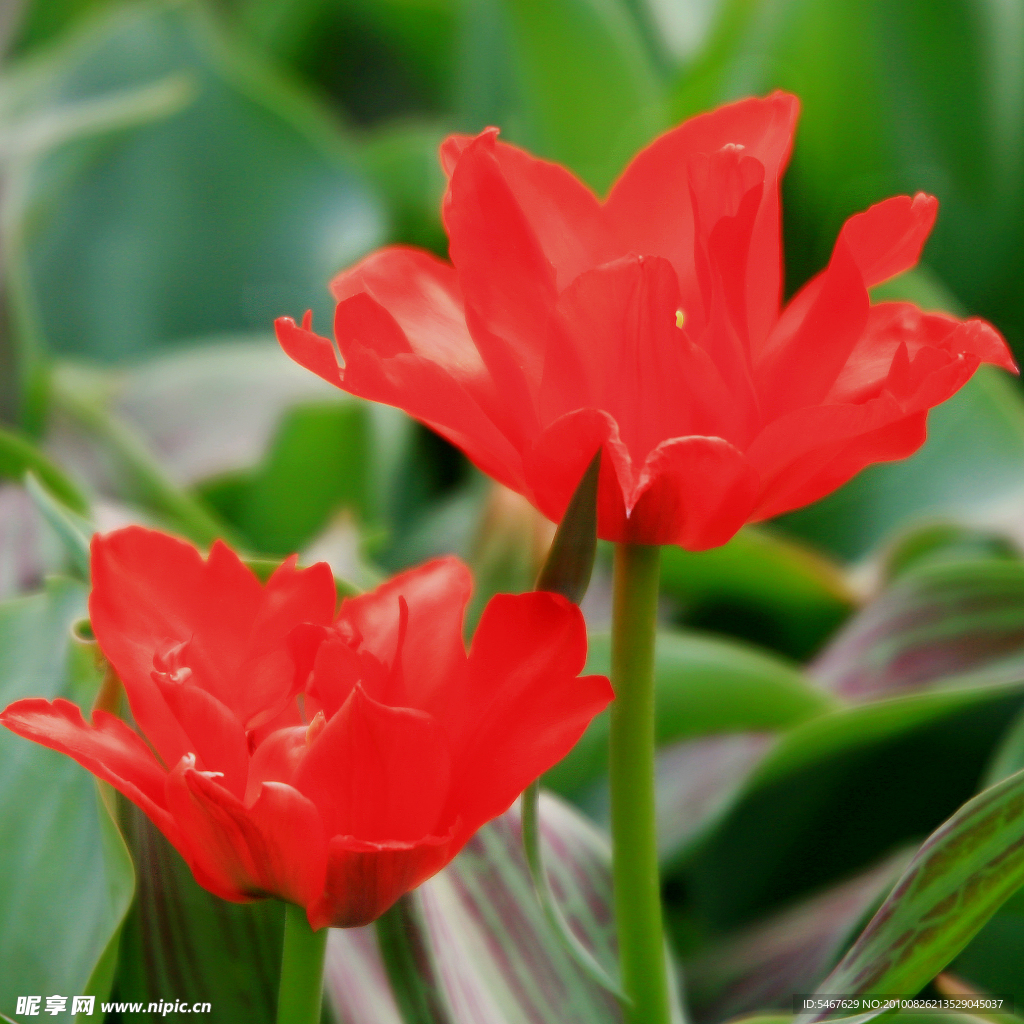 花卉