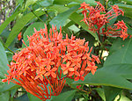 龙船花