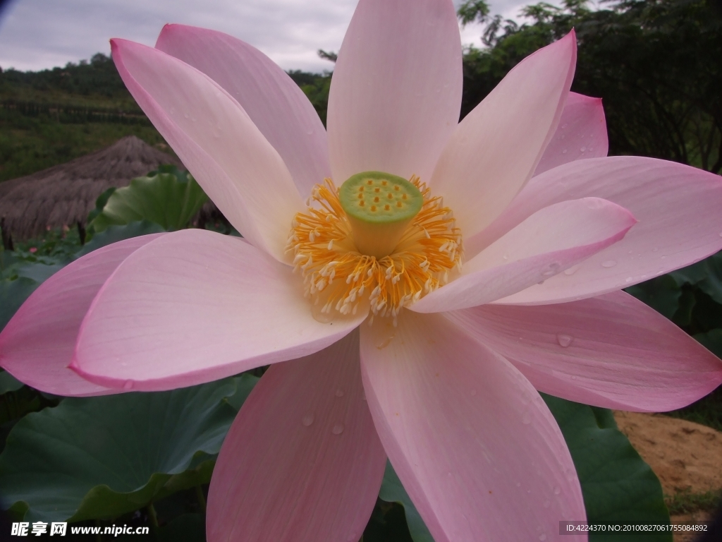 菏花