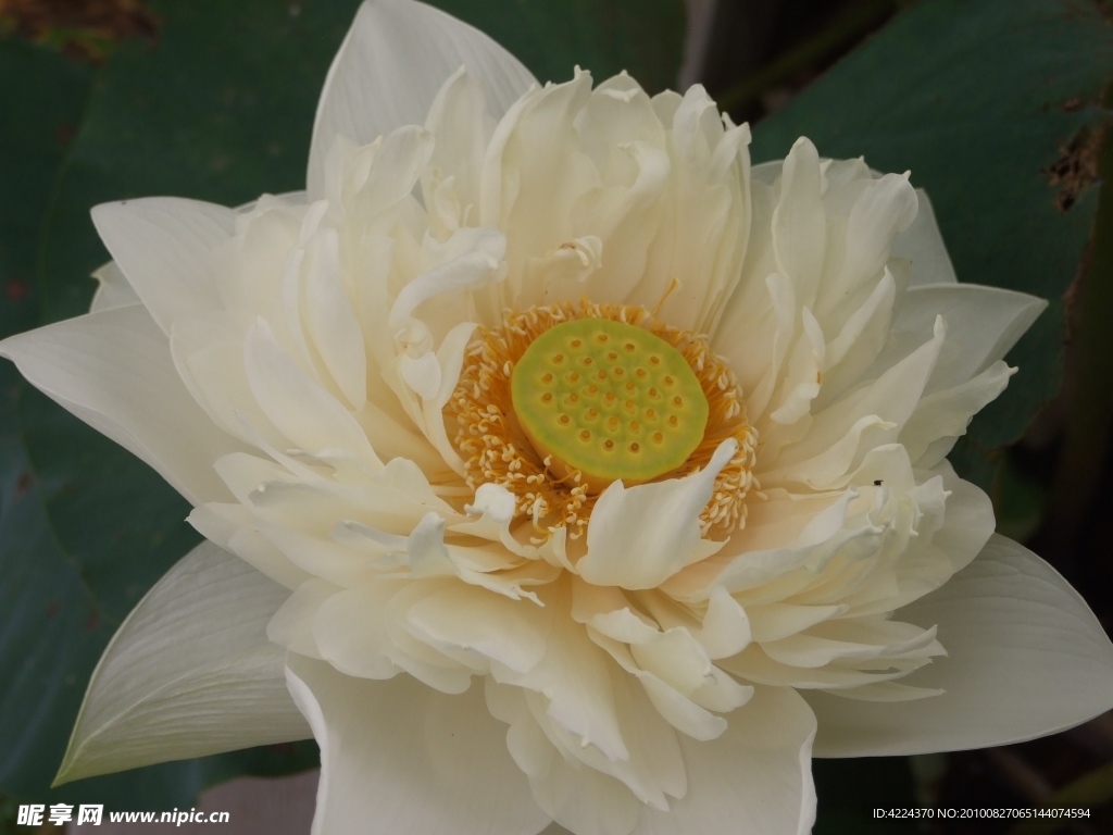 菏花