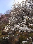 梅花