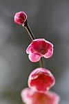梅花