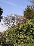 梅花