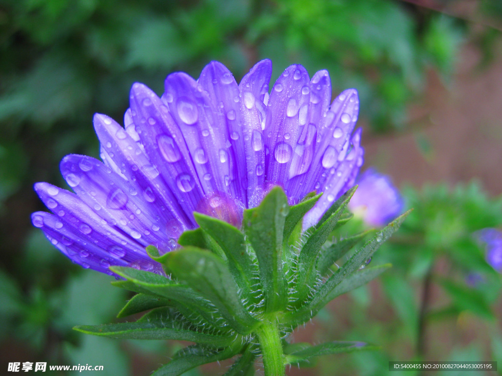 雨后紫菊花