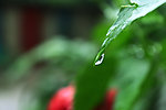 雨后水珠