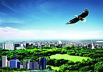 大展鸿图