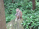 张家界山林中的野猴