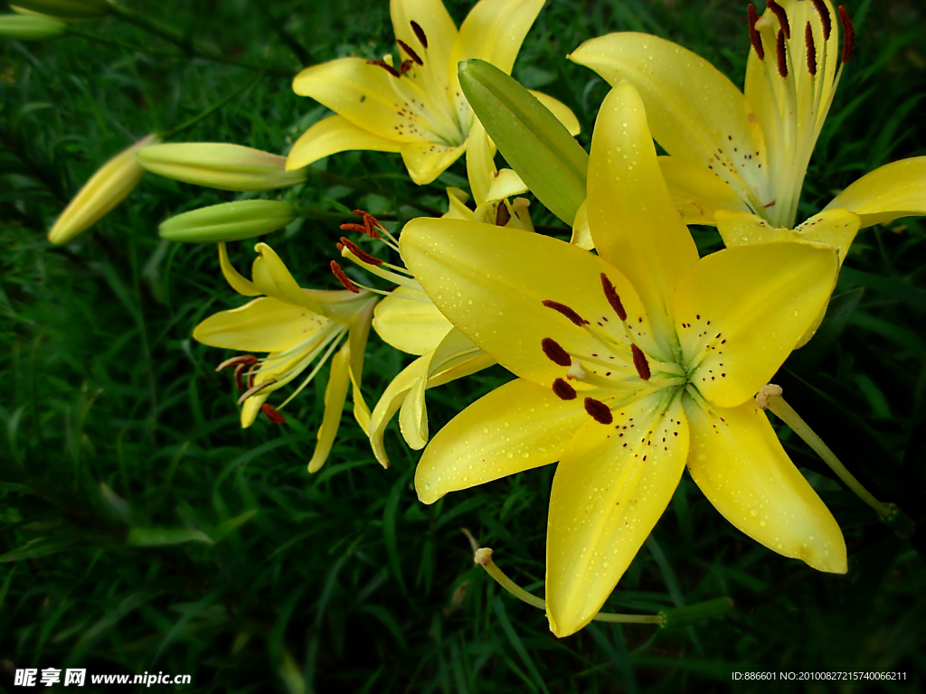 百合花