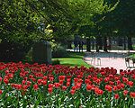 郁金香 花 图片