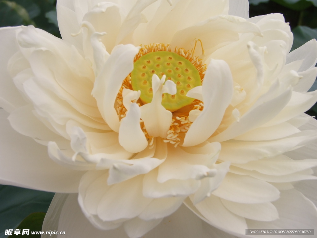 菏花