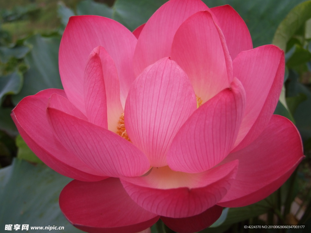 菏花