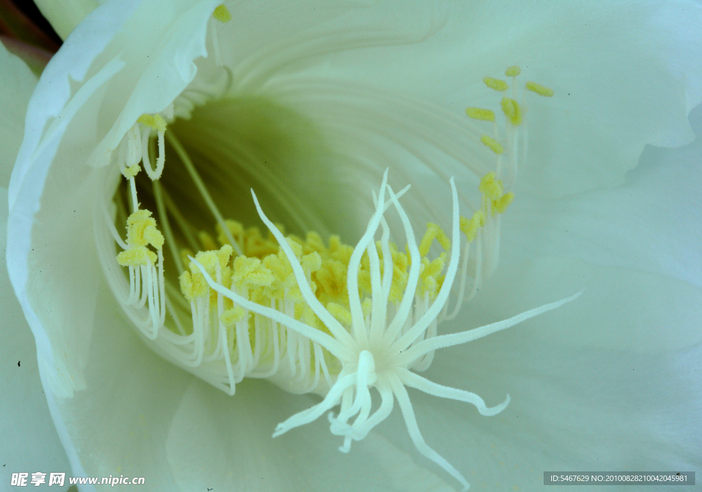 花蕊