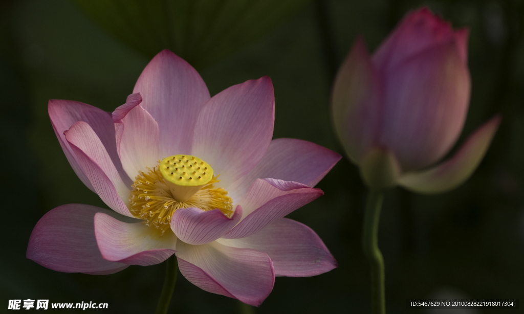 莲花