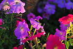 牵牛花