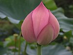 菏花花蕾