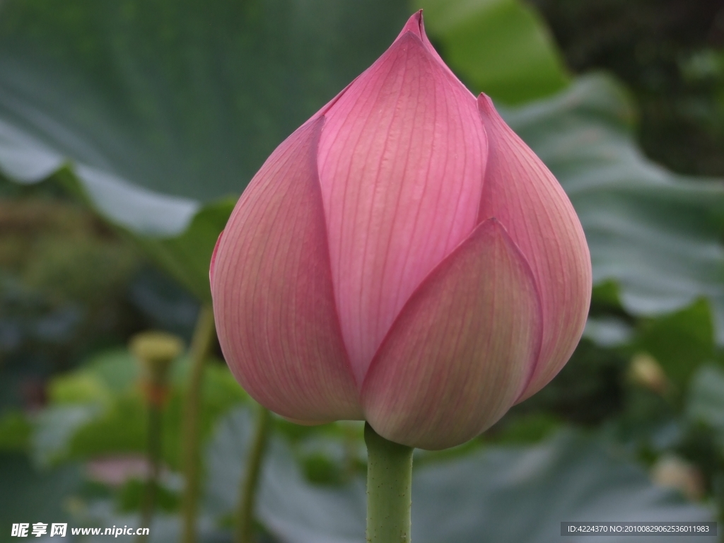 菏花花蕾