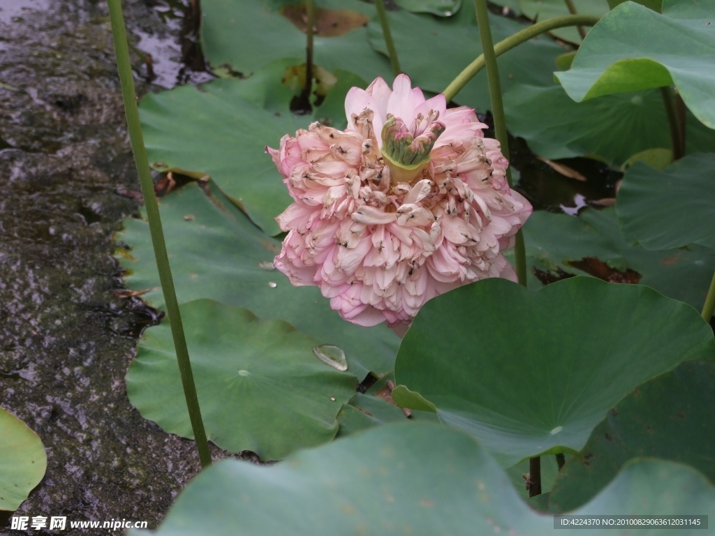 菏花