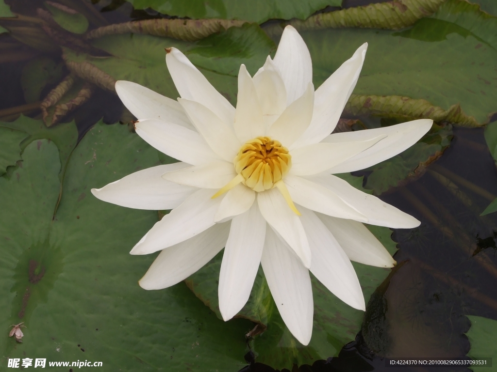 菏花