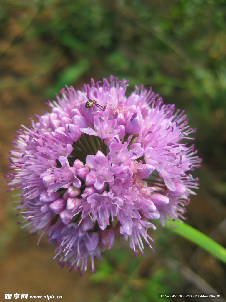 野韭菜花