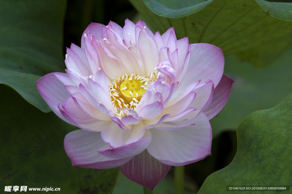 莲花