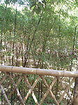 紫竹林