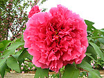 牡丹花