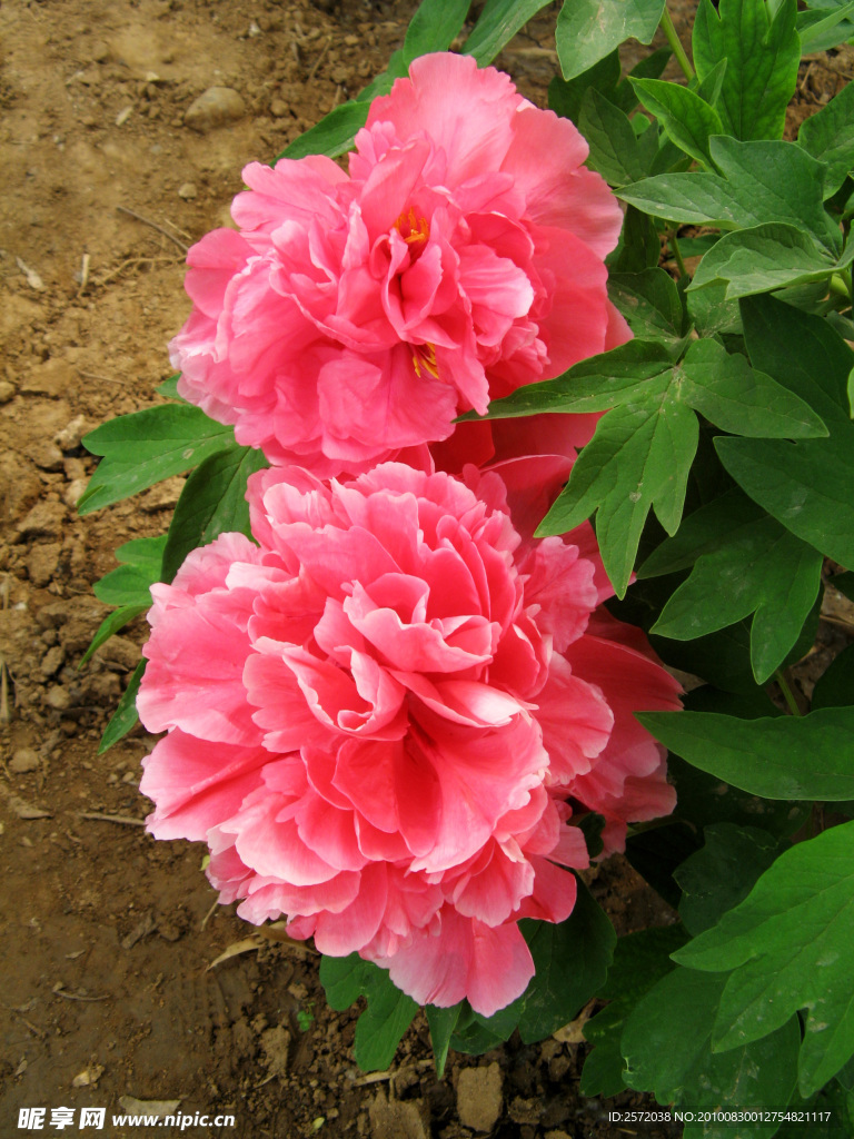 牡丹花