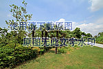 棕榈树