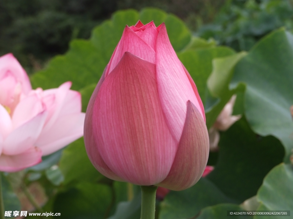 菏花花蕾