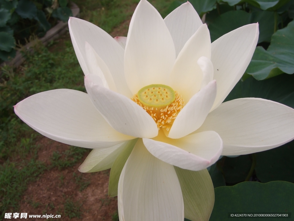 菏花