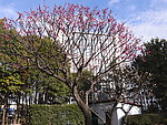 梅花