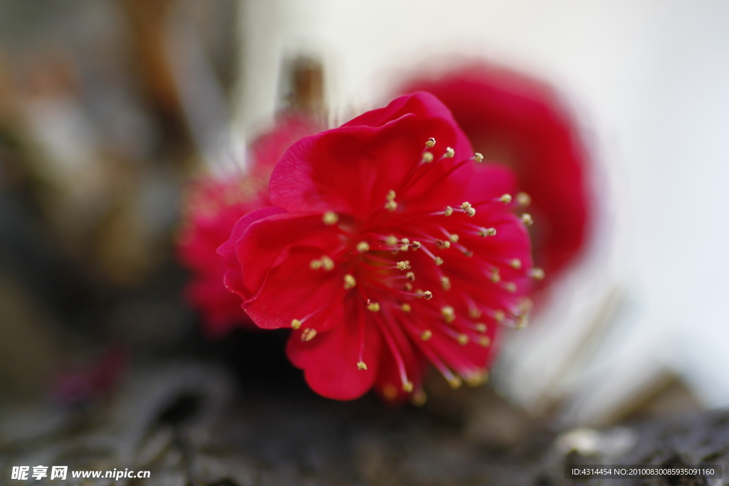 梅花