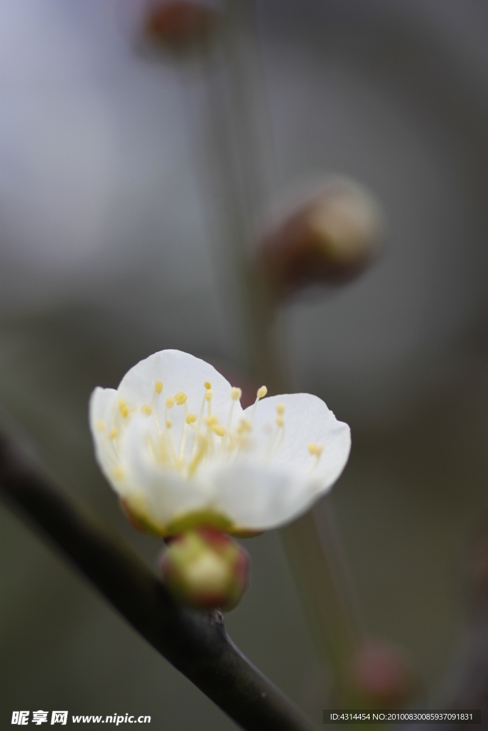 梅花