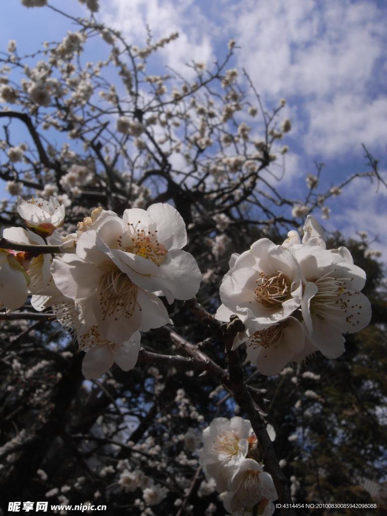 梅花