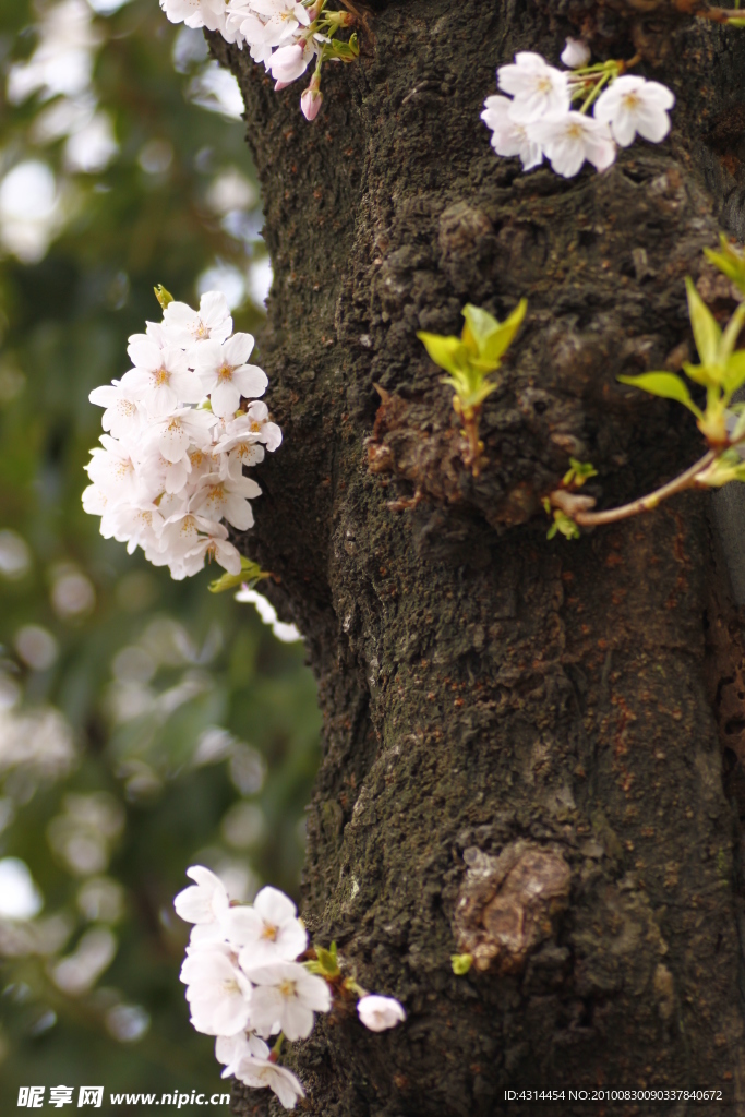 樱花