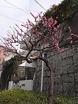 梅花