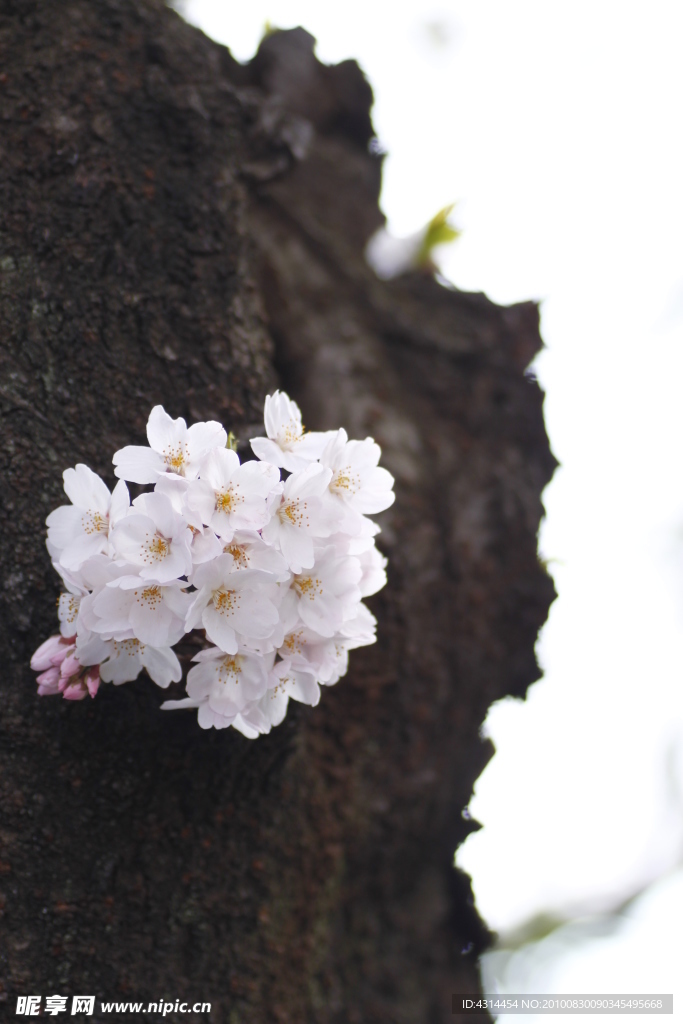 樱花