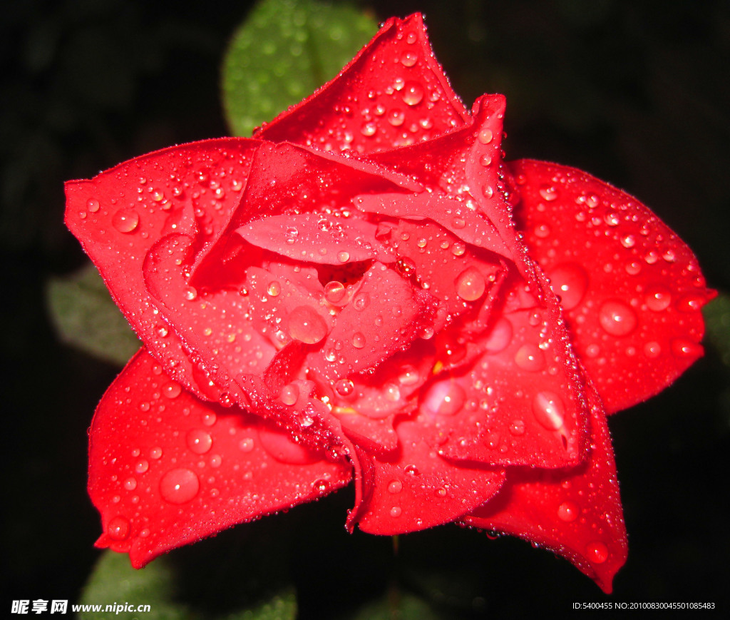 雨后月季花