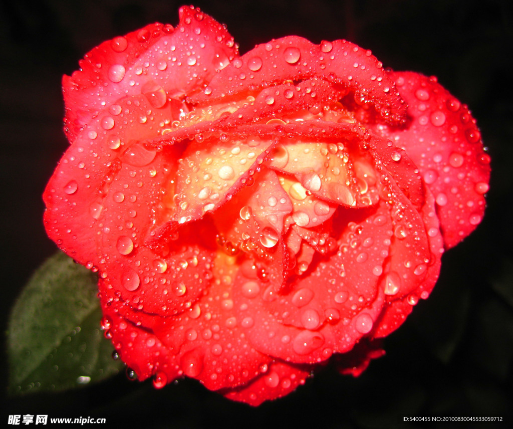 雨后月季花