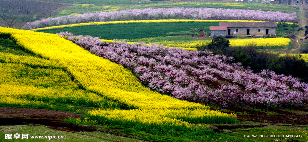 油菜花