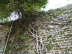 爬墙树