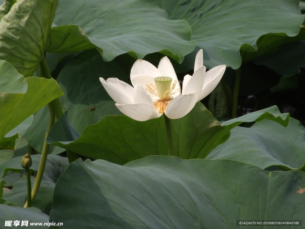 菏花