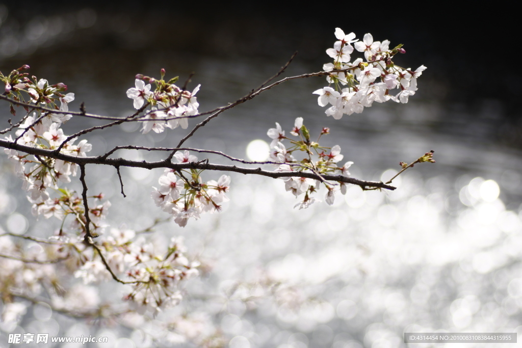 樱花