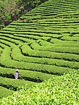 茶 梯田